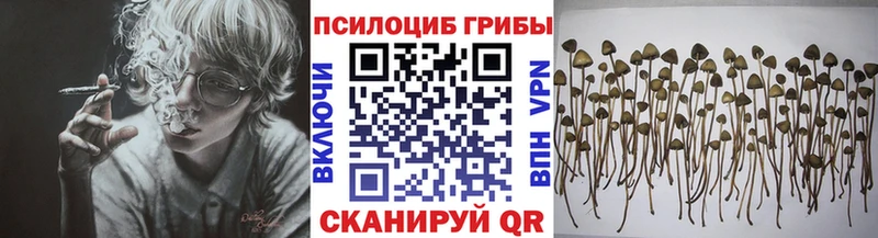 Псилоцибиновые грибы мицелий цены Чернушка
