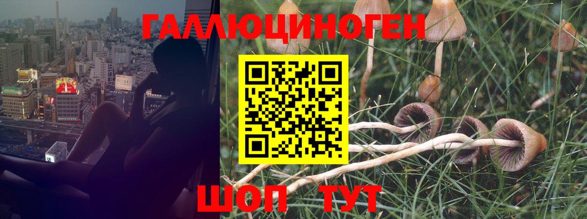 Псилоцибиновые грибы GOLDEN TEACHER  Чернушка 